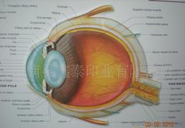 寻找可靠的医药教学器材厂家 货源与供应信息全解析